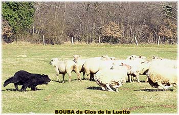 le bouvier des flandres et les moutons - Elevage du CLOS DE LA LUETTE - COPYRIGHT DEPOSE